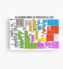 Klassifikation des biologischen Lebens Poster Metallbild