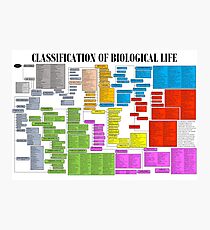 Classification of Biological Life Poster Photographic Print