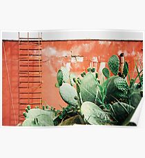 Closeup on Cacti Growing in Front of Shabby Red Wall Shot on Porta 400 Poster