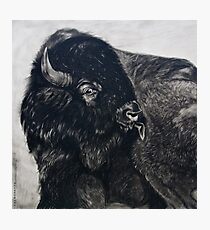 Buffalo Bull licking Wounds Photographic Print