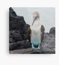 Blue Footed Boobie 1 - Galapagos Islands 2014 Metallbild