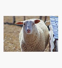 Long Island Sheep Photographic Print