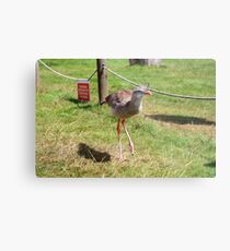 Diego Metal Print