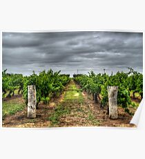 Coonawarra Vineyard Poster