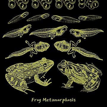 Vintage Frog Life Cycle Design: Toad Tadpole Metamorphosis for
