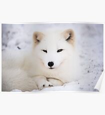 White arctic fox in snow Poster