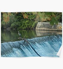 Heron Looking towards the Future Poster