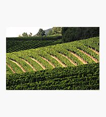 Vineyard Photographic Print