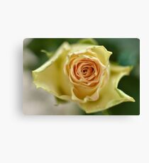Yellow rose Canvas Print