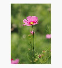 Cosmos Photographic Print