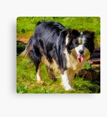 Border Collie - Color Canvas Print