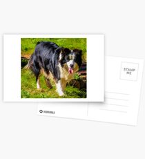 Border Collie - Color Postcards