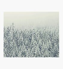 Winter Forest Photographic Print