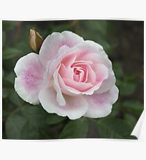Blushing Pink Iceberg Poster