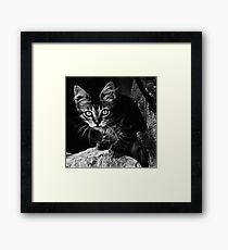 Wild cat Framed Print