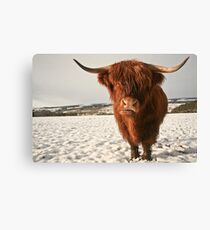 Highland Cow in Snow Canvas Print