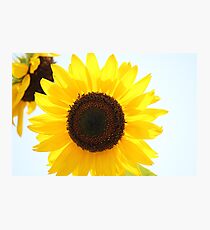 Sunflower Photographic Print