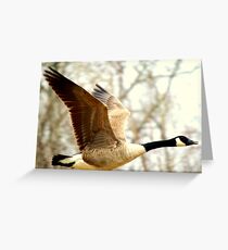 Geese Greeting Card