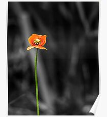 Poppy Poster
