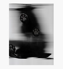 Black Cat Photographic Print