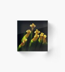 Botanical Choir Acrylic Block