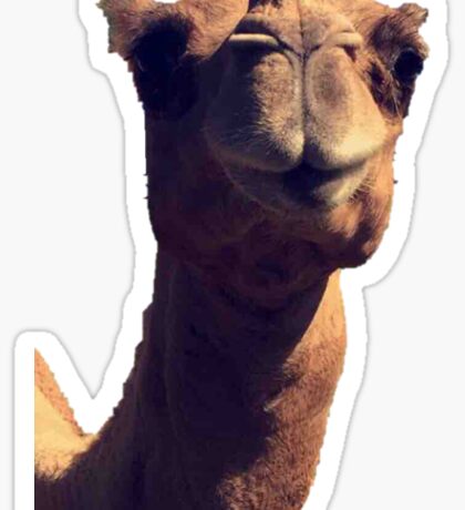  Camel  Stickers  Redbubble