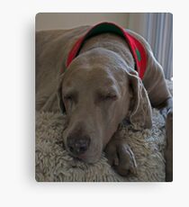 Sleeping Canvas Print