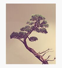The Bonsai Photographic Print