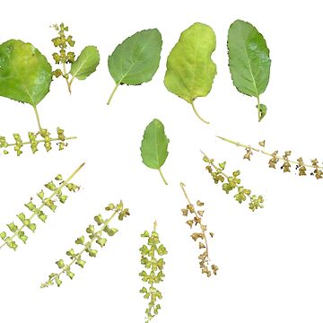 Basil leaves and seeds