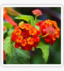 Orange Flowers Sticker