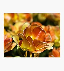 Spring Tulip Photographic Print
