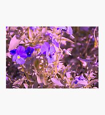 Lila Blumen mit Fliege Fotodruck