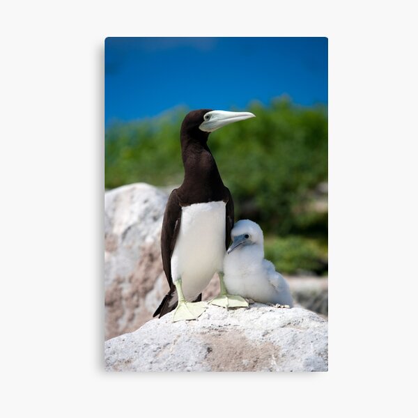 Fluff ball Canvas Print