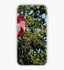 Rose-breasted cockatoo iPhone Case