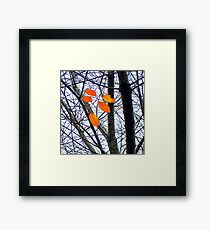 Five Orange Leaves Framed Print