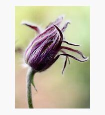 Flower Photographic Print