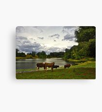 Country Cows Canvas Print