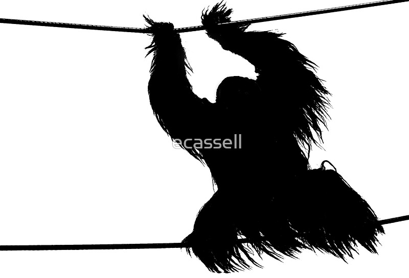  Male Orangutan Silhouette  II Stickers by ecassell 