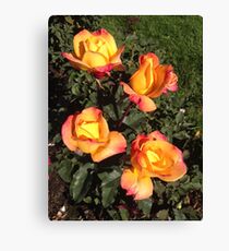 Sunset Roses Canvas Print