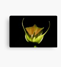 Pterostylis curta Canvas Print