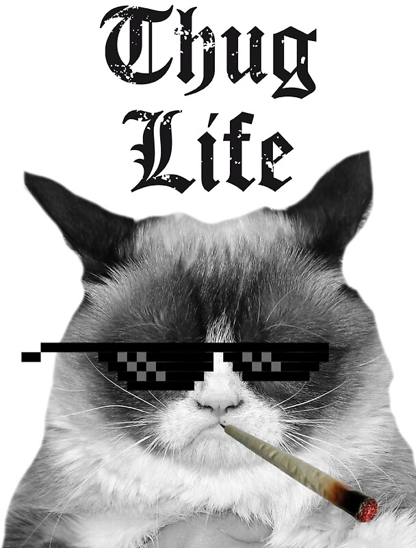 \u0026quot;Thug Life Cat\u0026quot; Stickers by HeadOut  Redbubble