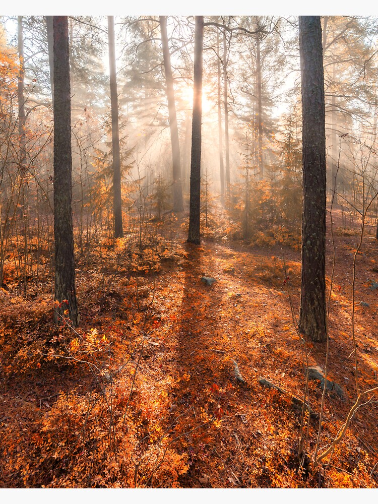 Foggy morning autumn forest by Juhku