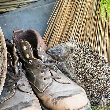 Hedgehog boots 2024