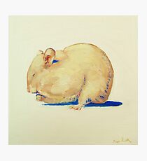 Hamster Photographic Print