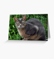 Zaki Lazuli - straight on - Blue Aby Greeting Card