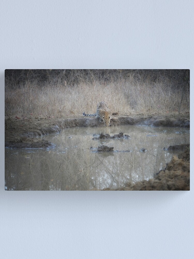 Alternate view of a leopard drinks Canvas Print