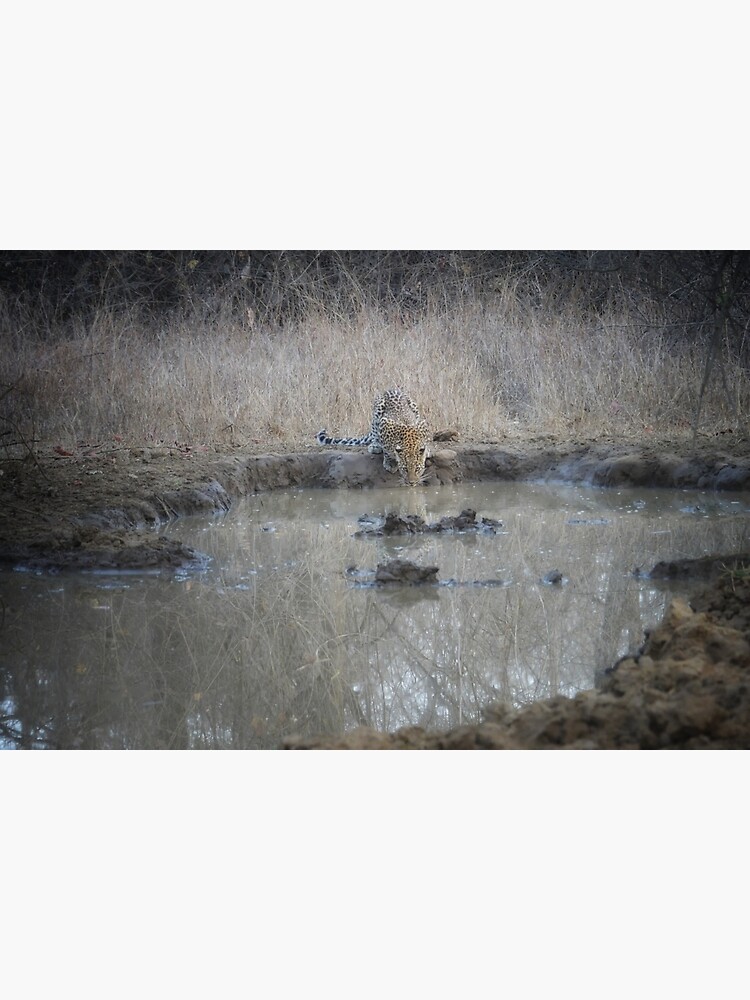 a leopard drinks by handheld-films
