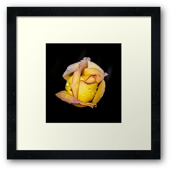 "Rosebud and Dew" Framed Art Print by designingjudy Redbubble