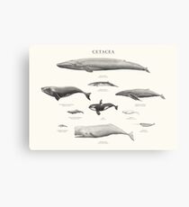 Lienzo Cetacea
