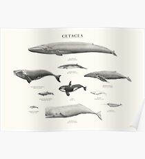 Cetacea Poster